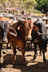 vertical view of several bulls outdoors in a corral looking at the camera 