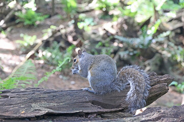 Grey squirrel on a tree trunk	