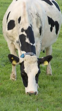 A video of a single bovine with black and white spots peacefully munching on a field of thick green grass in Ireland. Vertical video.