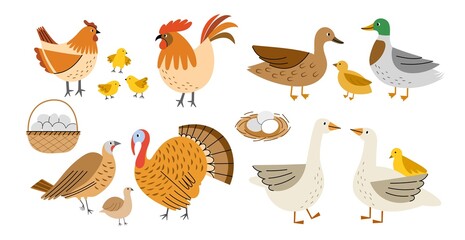 Cartoon farm birds. Different domestic yard birds, cute geese, ducks, turkeys and chickens, eggs in the basket and nest, chicks, vector set.jpg © Vectorcreator