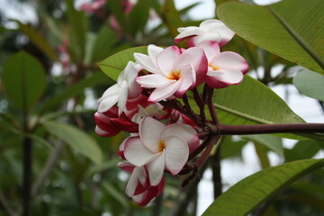 pink and white flowers of Thailand