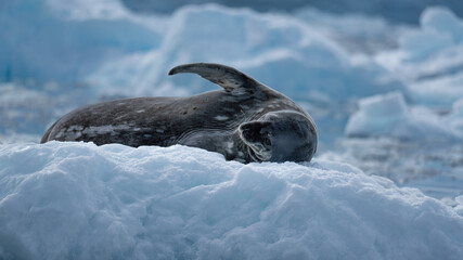 Very Cute Weddell Seal, Resting on Ice, In Antarctica