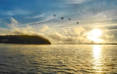 Lake of the Ozark’s Ducks 
