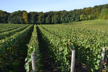 Fototapeta na wymiar champagne vineyards, France