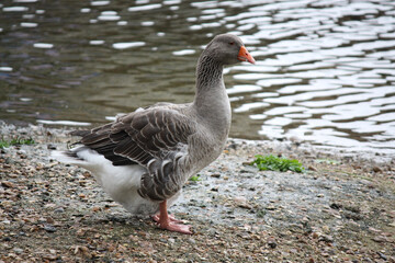 goose near the water
