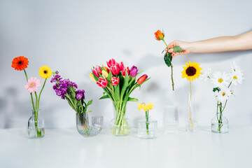 Female hand putting rose into vase in row with variation of different flowers in glass vases on...