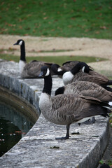 goose near the pond, Versailles, France