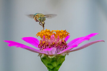 Amegilla cingulata is a species of blue-banded bee native to Australia