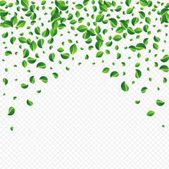 Olive Leaf Spring Vector Transparent Background.