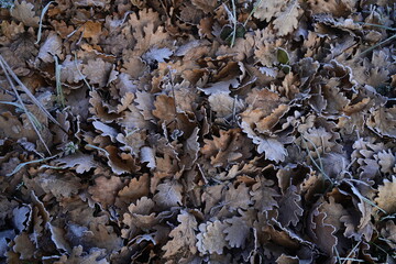 Frozen oak tree leaves, background