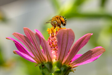 Amegilla cingulata is a species of blue-banded bee native to Australia