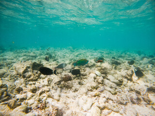 corals and tropical fish underwater sea life