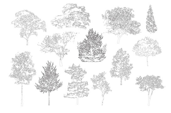 Minimal style cad tree line, Side view, set of graphics trees elements outline symbol for architecture and landscape design drawing. Vector illustration in stroke fill in white. Tropical set