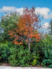 Fototapeta na wymiar Trees that begin to yellow due to the effect of autumn
