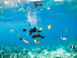 Fototapeta premium corals and tropical fish underwater sea life
