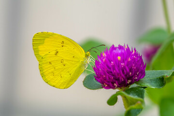 small butterfly perched in flowers © lessysebastian