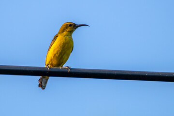 The olive-backed sunbird (Cinnyris jugularis), also known as the yellow-bellied sunbird