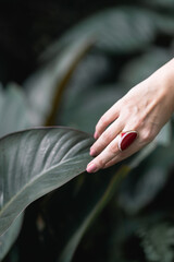 The photo clearly shows the manicure and nails. The hand belongs to a Caucasian girl with light skin and a huge red luxurious and expensive ring, touching a wet tropical leaf.