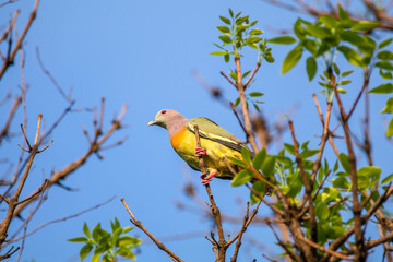 The pink-necked green pigeon (Treron vernans) is a species of bird of the pigeon and dove family