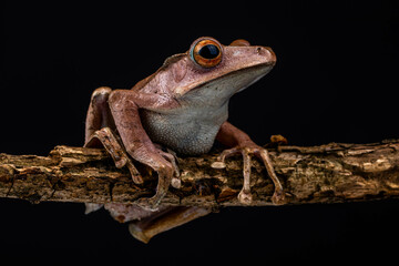 Polypedates otilophus (also known as the file-eared tree frog, Borneo eared frog, or bony-headed flying frog)