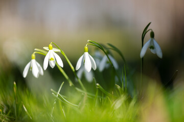 White snowdrop flowers on green spring meadow forest closeup. Macro nature photography