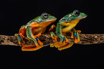 Wallace's flying frog (Rhacophorus nigropalmatus), also known as the gliding frog