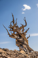 Fototapeta premium Ancient bristlecone pine tree on a rocky hill