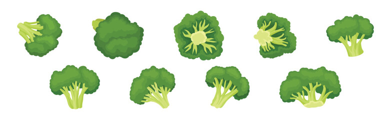 Broccoli as Edible Green Plant with Flowering Head and Stalk Vector Set