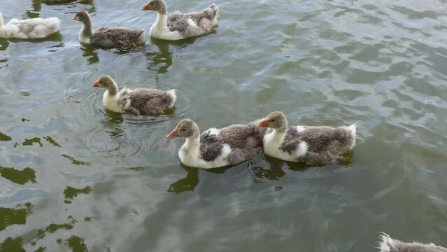 El majestuoso ballet de los cisnes en el parque