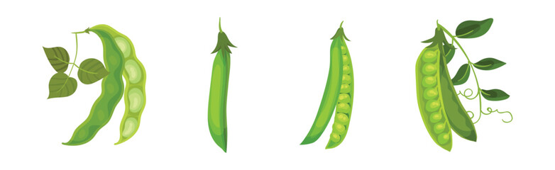 Grain Legume or Pulse Crop with Pod and Beans Vector Set