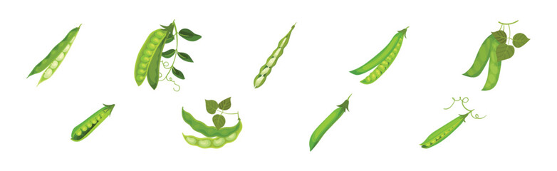 Grain Legume or Pulse Crop with Pod and Beans Vector Set
