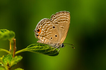 Fototapeta na wymiar small butterfly perched in flowers