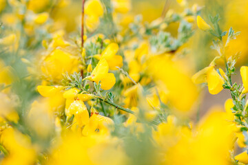 Nahaufnahme von Gelber Ginster Blüte