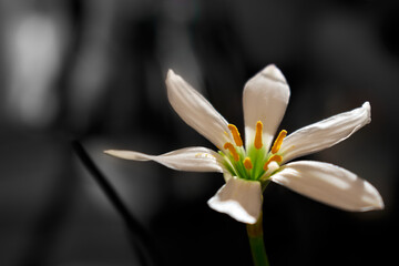 A white flower on a black and white background taken close-up