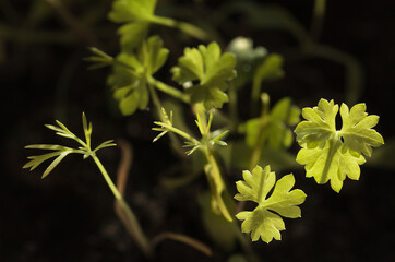 Parsley first leaves