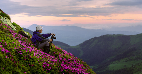 Photographer in the spring forest during sunset. Taking photo of rhododendron flowers covered...