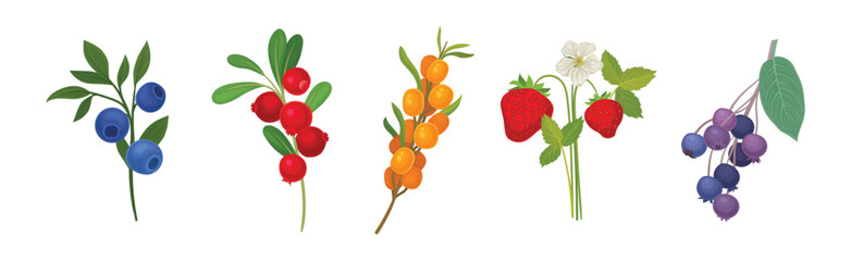 Ripe and Juicy Garden Berry Twig and Branches with Hanging Fruit Vector Set