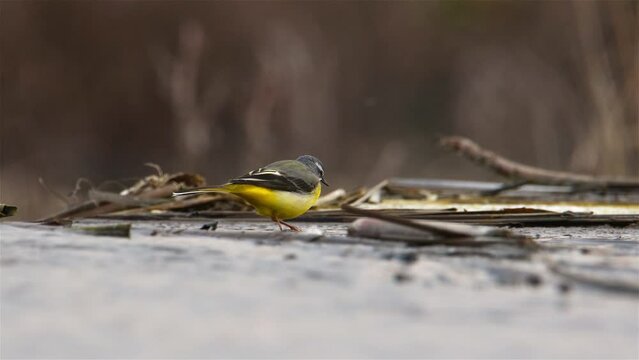 Gray Wagtail (Motacilla cinerea) searching for food in shallow water and shakes its tail