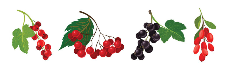 Ripe and Juicy Garden Berry Twig and Branches with Hanging Fruit Vector Set