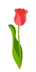 Painted red tulip on white background