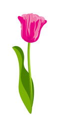 Painted pink tulip on white background