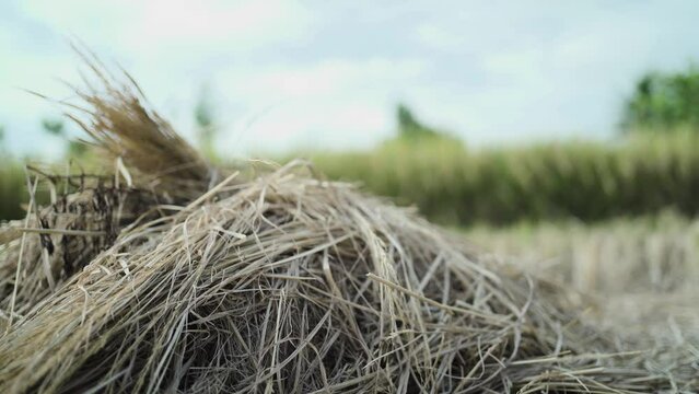 haystacks left behind after the harvest