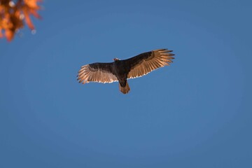 vulture in flight