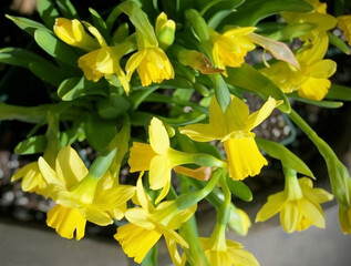 Fototapeta premium bright yellow daffodil narcissus amaryllis pattern from above in the garden