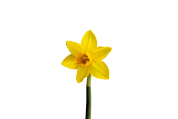 Foto op Plexiglas Spring with the yellow narcis on a white background © zzplogo