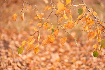 Nature of the autumn forest close-up. A bright morning in a colorful forest with sunlight. Beautiful close-up of falling autumn leaves with space to copy. High quality photo