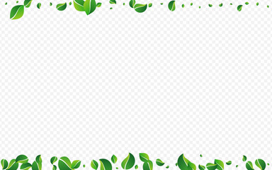 Lime Leaf Tree Vector Transparent Background.