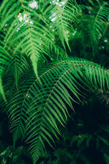Fototapeta na wymiar Perfect natural young fern leaves background