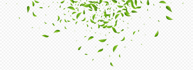 Mint Foliage Herbal Vector Panoramic Transparent