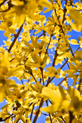 golden rain with spring yellow flowers